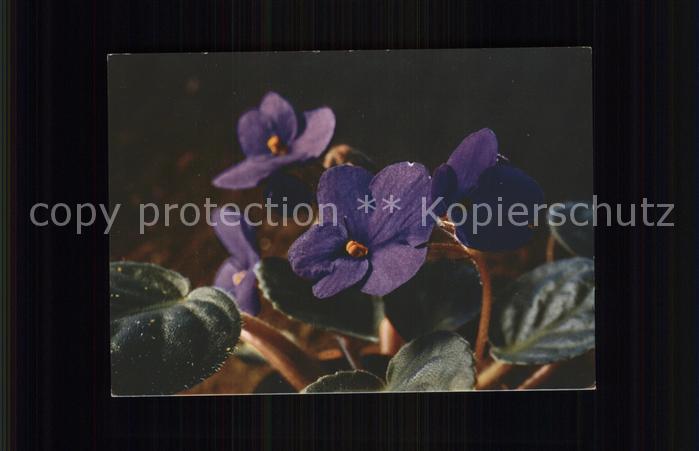Blumen Usambara-Veilchen