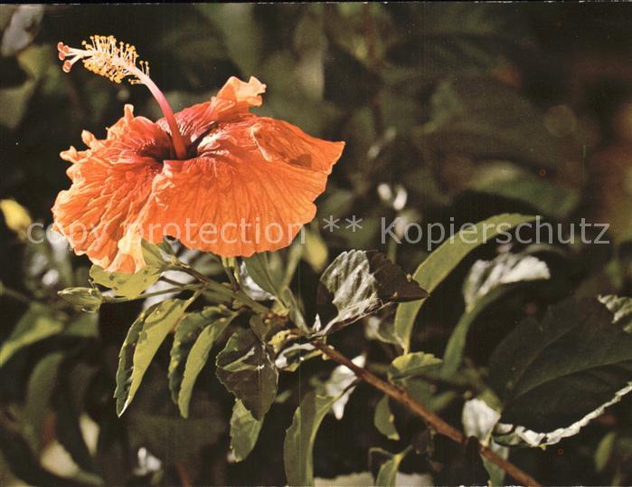 Blumen Blutroter chinesischer Roseneinbisch