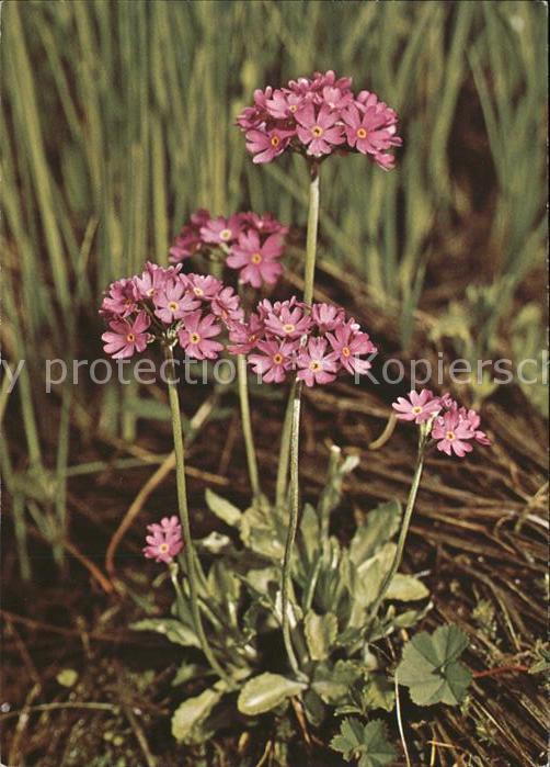 Blumen Mehl-Primel Primula farinosa