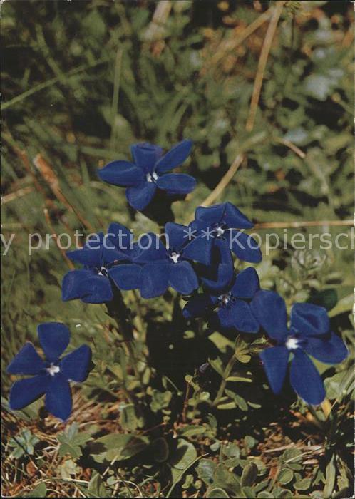 Blumen Bayrischer Enzian Gentiane de Baviere