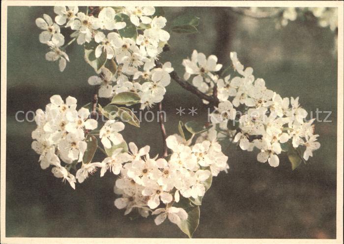 Blumen Kirschblütenzweig H. Schellenberg