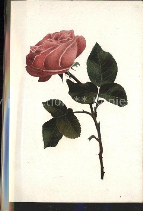 Rosen
