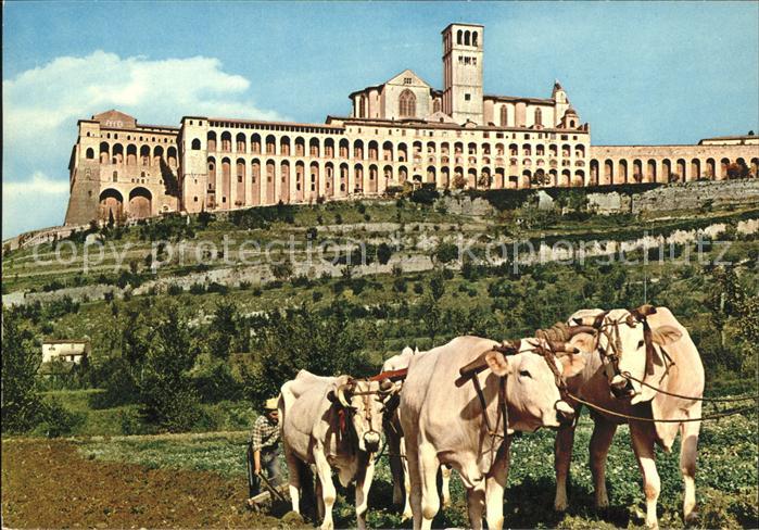Assisi Umbria Sacro Convento Heiliges Moenchskloster Feldarbeit Ochsenkarren