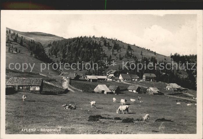 Aflenz Steiermark Bürgeralpe Viehweide Kühe Alpengasthaus