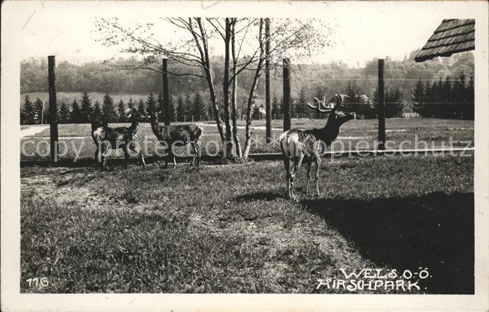 Wels Oberoesterreich Hirschpark