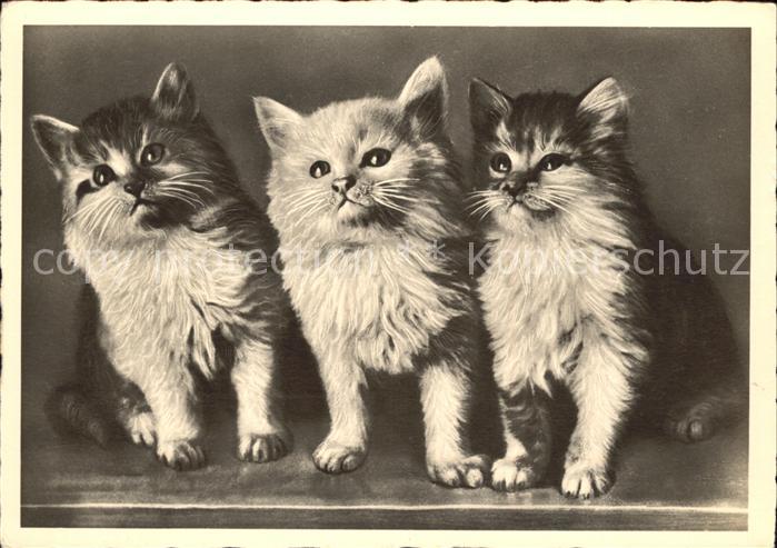 Katzen