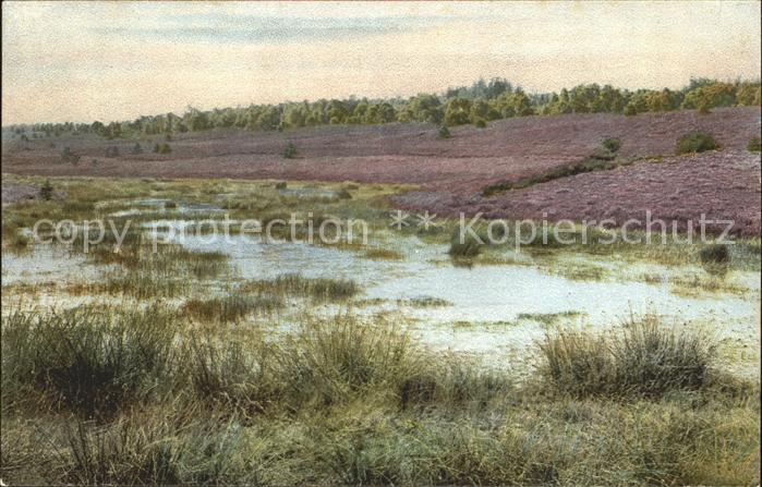 Verlag Photochromie Nr. 1675 Flieder