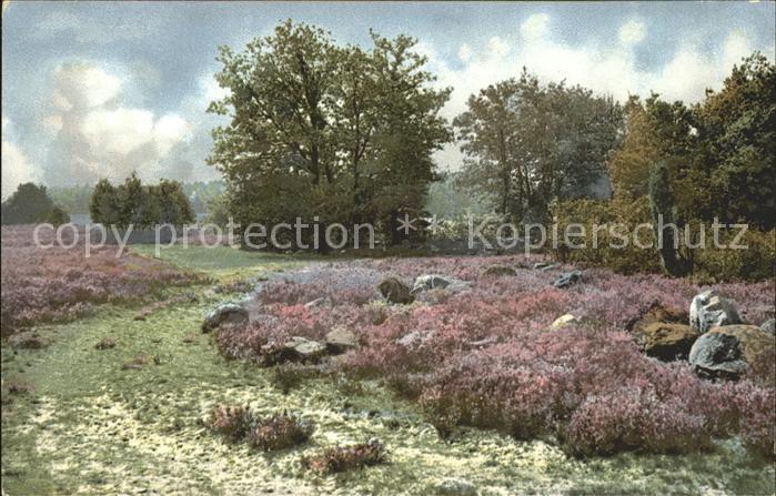Verlag Photochromie Nr. 1678 Flieder