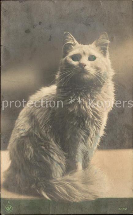 Foto NPG Nr. 3482 Katze
