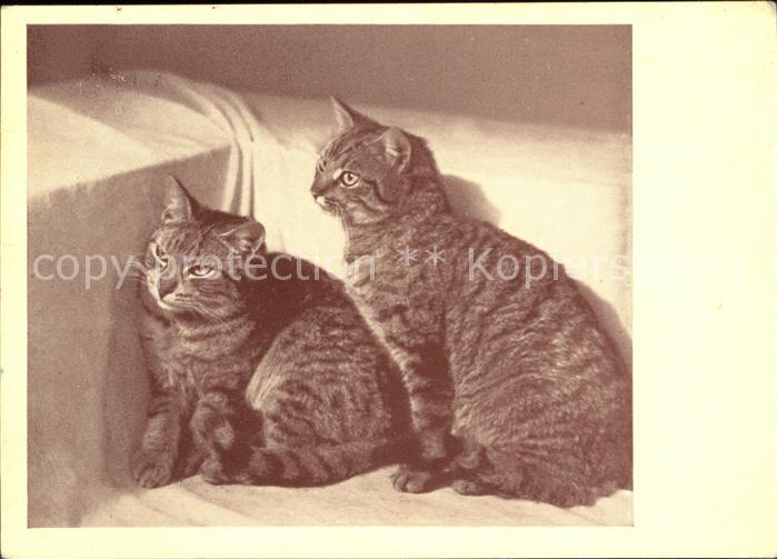 Katzen Landestierschutzverein für Steiermark