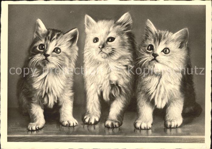 Katzen Eas-Verlag Nr. 330