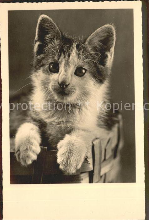 Katzen
