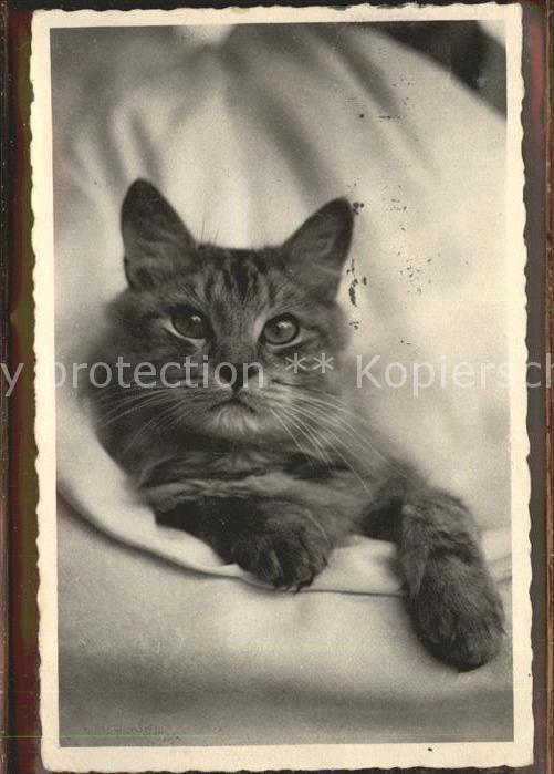 Katzen