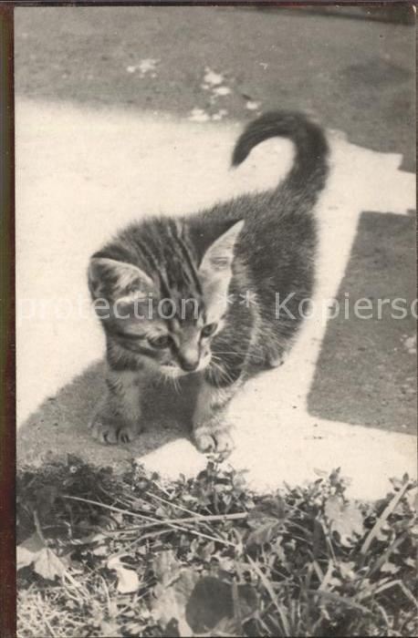 Katzen