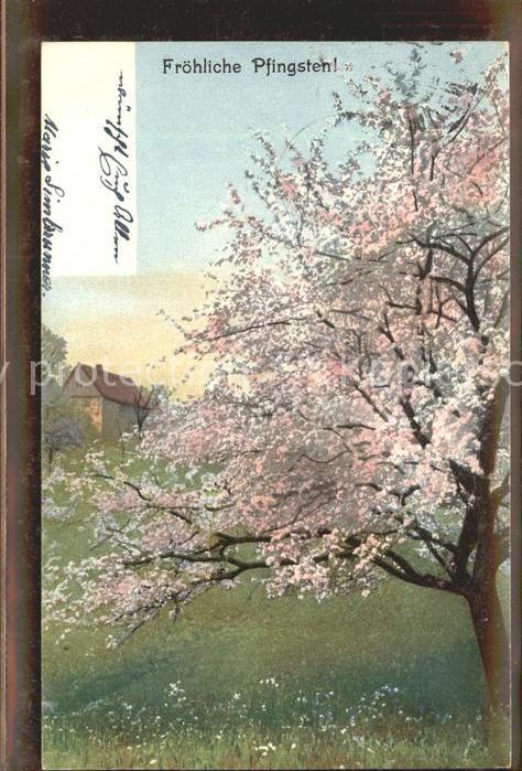 Verlag Photochromie Nr. 1107 Pfingsten Baum Blüten