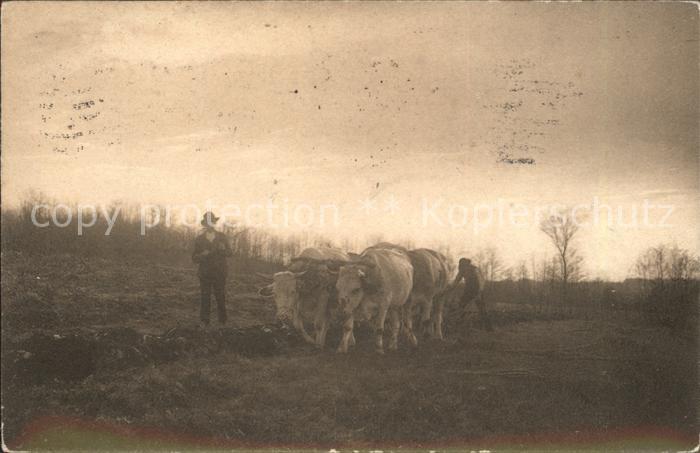 Landwirtschaft Kuhwagen