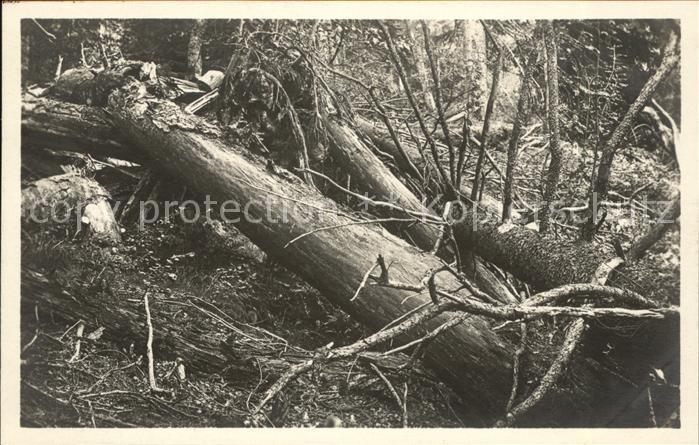 Baeume Trees Urwaldwildnis Falkenstein Bayerischer W