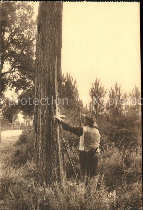 Foersterei Incision des Pins