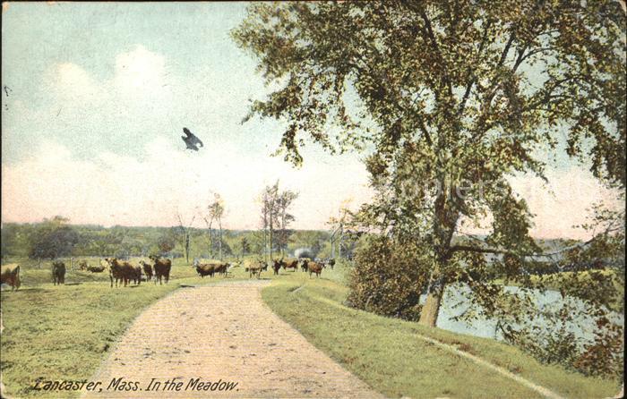 Lancaster Massachusetts In the Meadow