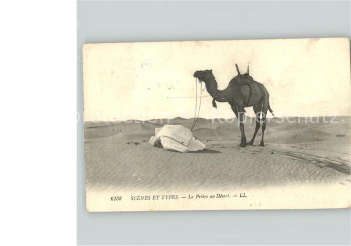 Kamel  Camel Chameau Scenes es Types