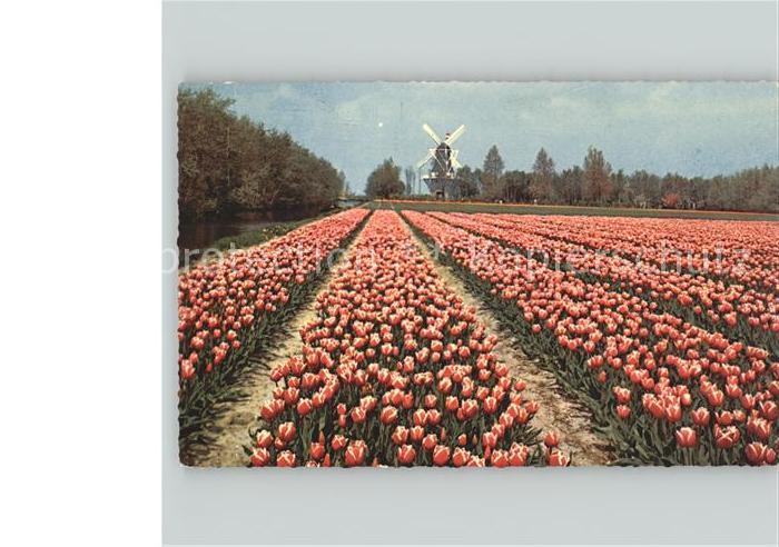 Niederlande Blumenfeld Windmuehle