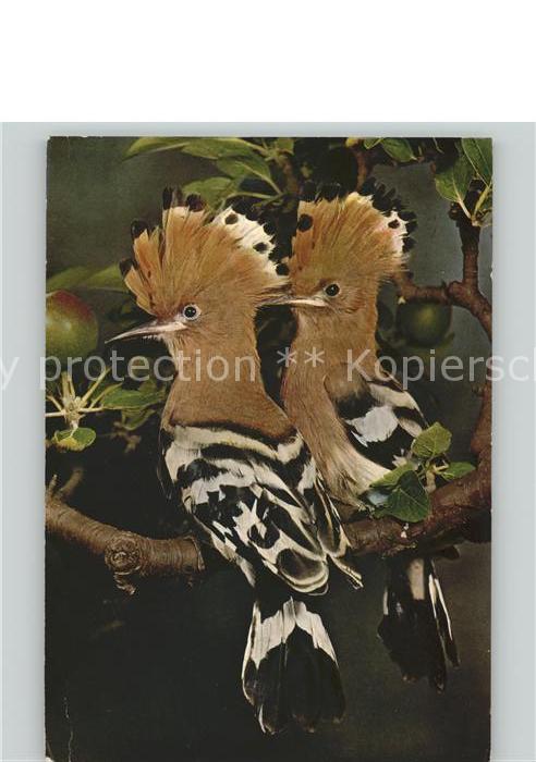 Voegel Birds Oiseaux Uccelli Pajaros-- Wiedehopfe