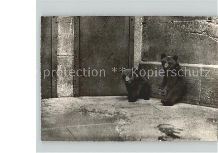 Tiere Bern Bären
