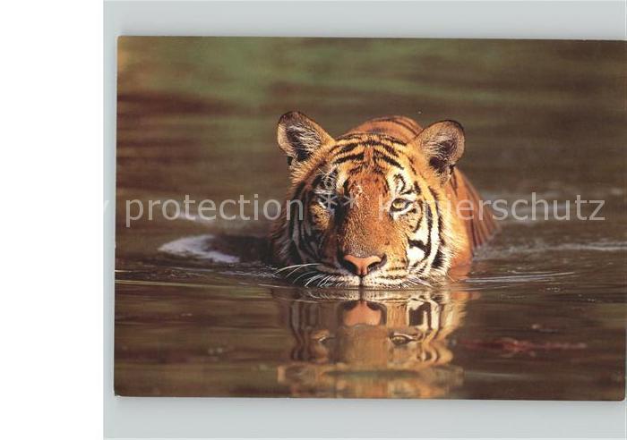 Tiger Tiere