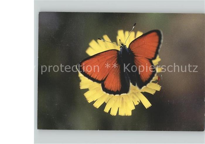 Schmetterlinge Blume