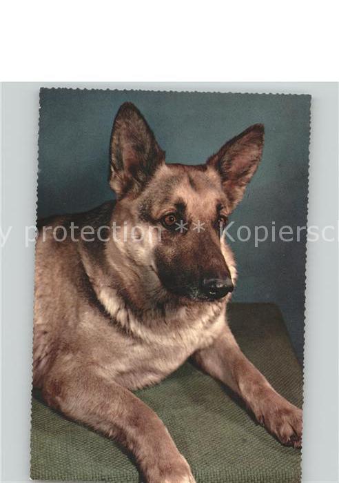 Hunde