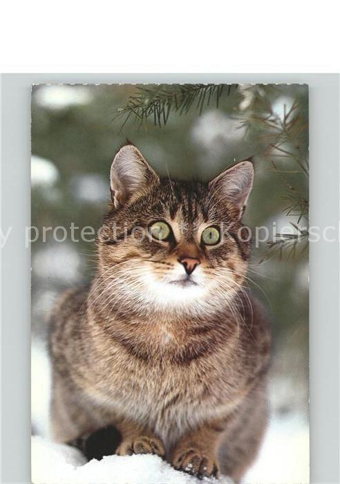 Katzen Schnee
