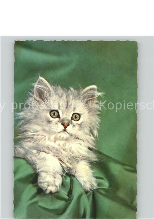 Katzen