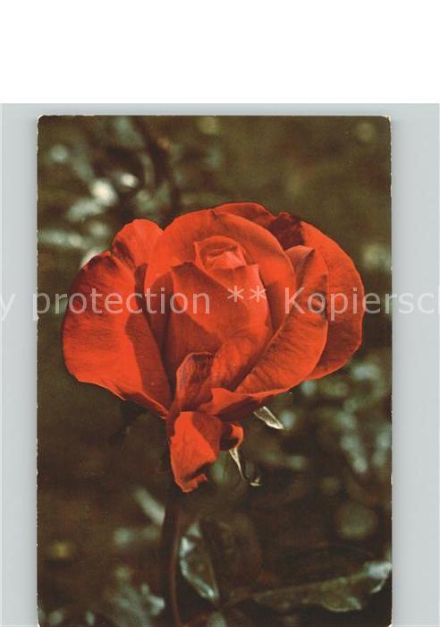 Blumen Rose