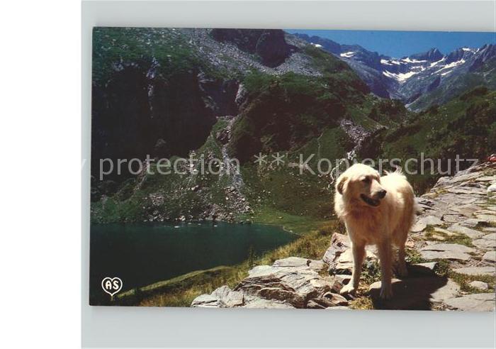 Hunde Berge Schnee