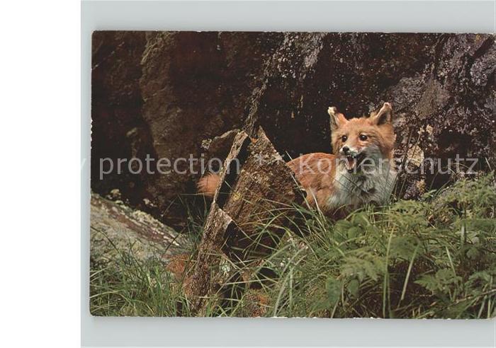 Fuchs Tiere