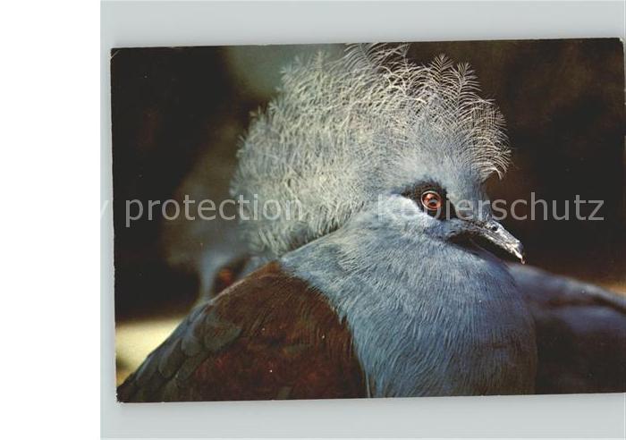 Voegel Birds Oiseaux Uccelli Pajaros-- Goura