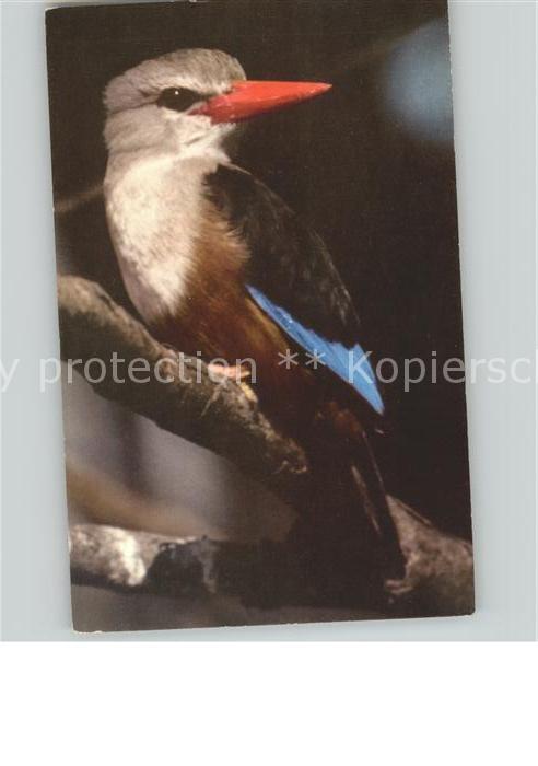 Voegel Birds Oiseaux Uccelli Pajaros--