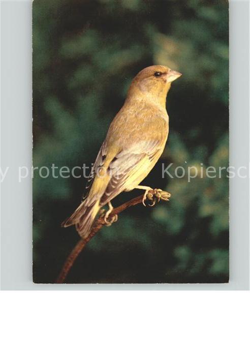 Voegel Birds Oiseaux Uccelli Pajaros--