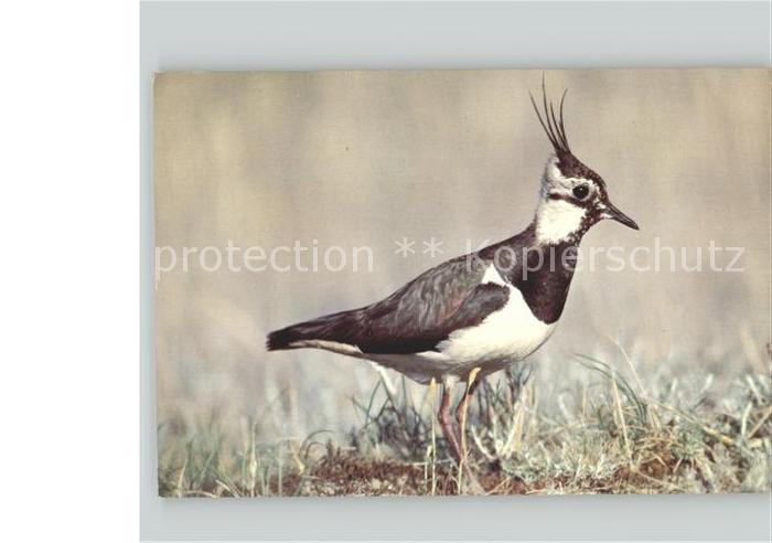 Voegel Birds Oiseaux Uccelli Pajaros-- Le Vanneau Huppe