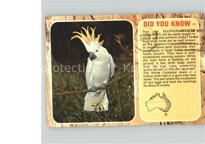 Voegel Birds Oiseaux Uccelli Pajaros-- Kakadu Luftpost