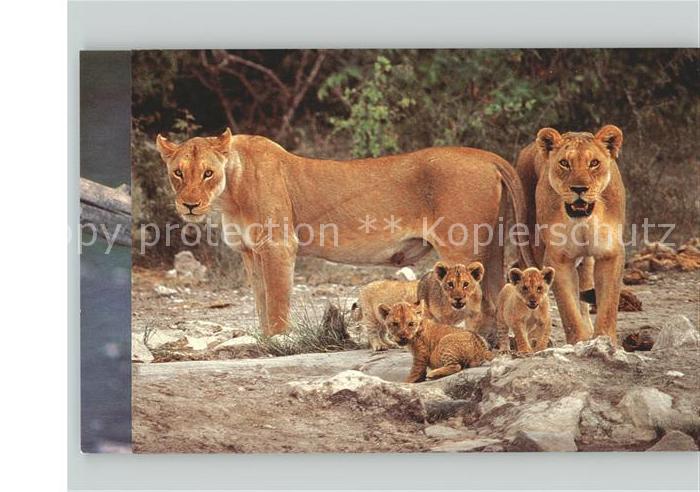Tiere Löwen Familie