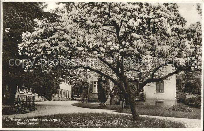 Jugenheim Seeheim-Jugenheim Bluetenzauber
