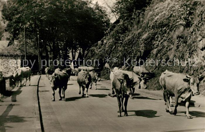 Pappenheim Thueringen Kuhherde