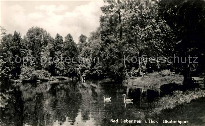 Liebenstein Bad Elisabethpark Schwaene
