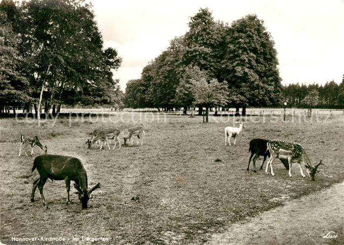 Kirchrode Tiergarten Hirsche Rehe
