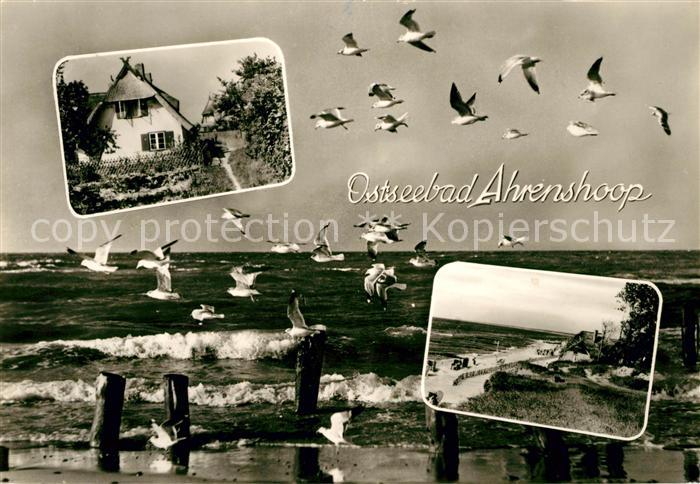 Ahrenshoop Ostseebad Seemoewen Strand Panorama