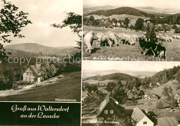 Waltersdorf Sachsen Hubertusbaude Butterberg Schafherde Sonneberg