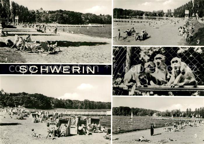 Schwerin Mecklenburg Strand Zippendorfer Bucht Java Affen im Zoologischen Garten