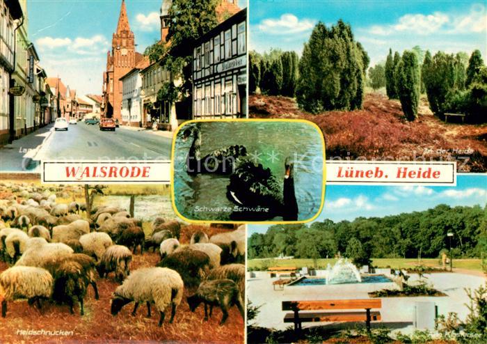 Walsrode Lueneburger Heide Heidschnucken Heide Klostersee