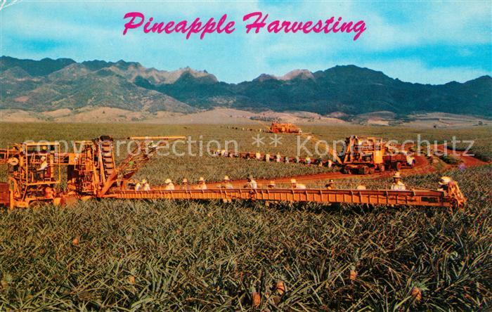 Honolulu Pineapple Harvesting